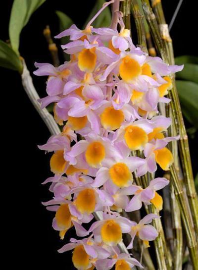 石斛兰,大自然的瑰宝与养生佳品